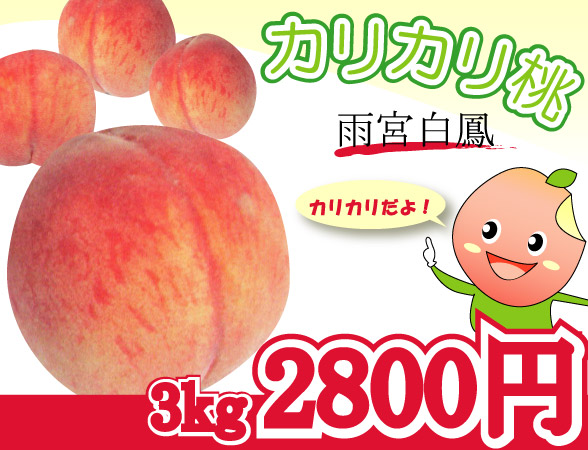 南アルプスのめぐみ ＞ もも ＞ 山梨県産の硬い桃 「カリカリ桃（雨宮白鳳）」 【3kg】